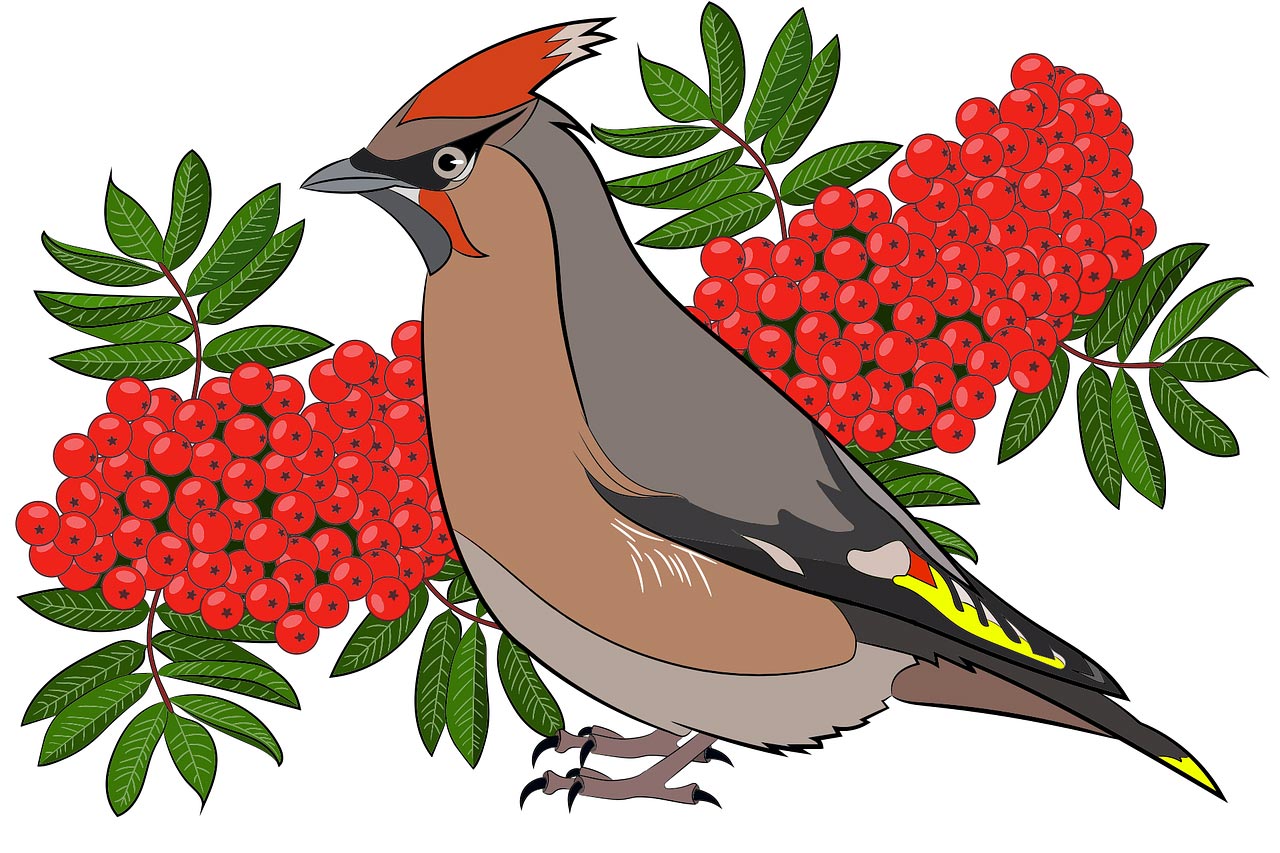 graphic of beautiful cedar waxwing sitting in front of a background of red rowanberries and green foliage